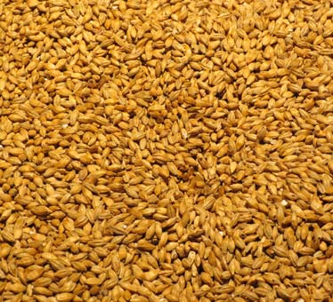 Barley Grains Barley Grains